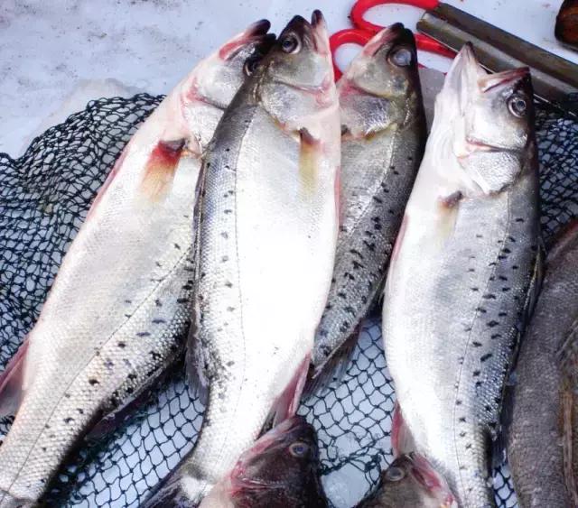 又到吃海蛎子的季节,又到了吃海鲜的季节生蚝