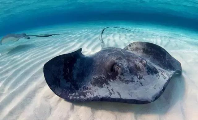 又到吃海蛎子的季节,又到了吃海鲜的季节生蚝