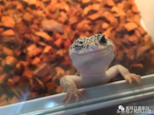 日本可爱小壁虎,日本宠物壁虎