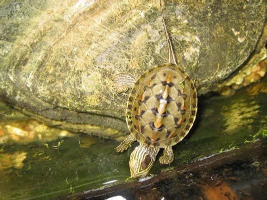 新手养龟的十大注意事项,养龟新手必须知道的两个要害点