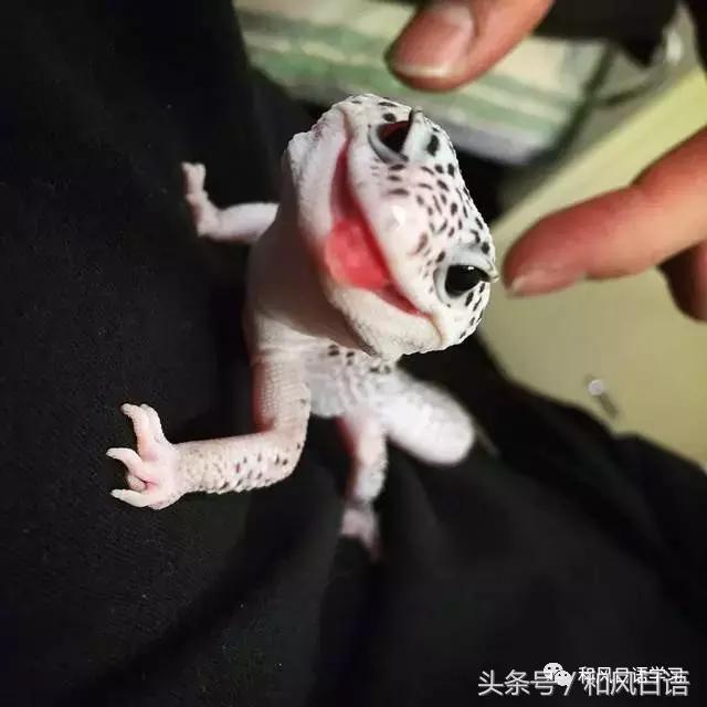 日本可爱小壁虎,日本宠物壁虎