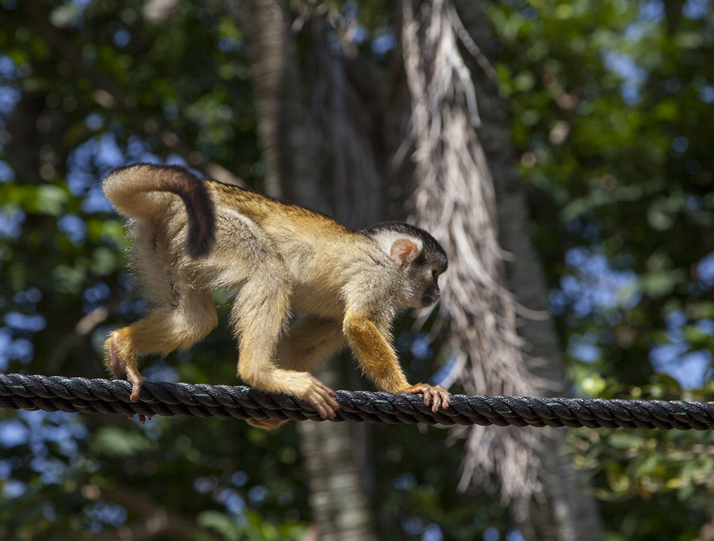 日本除了爱泡澡的温泉猴，还有这群爱翻女生包包的“扒手猴”