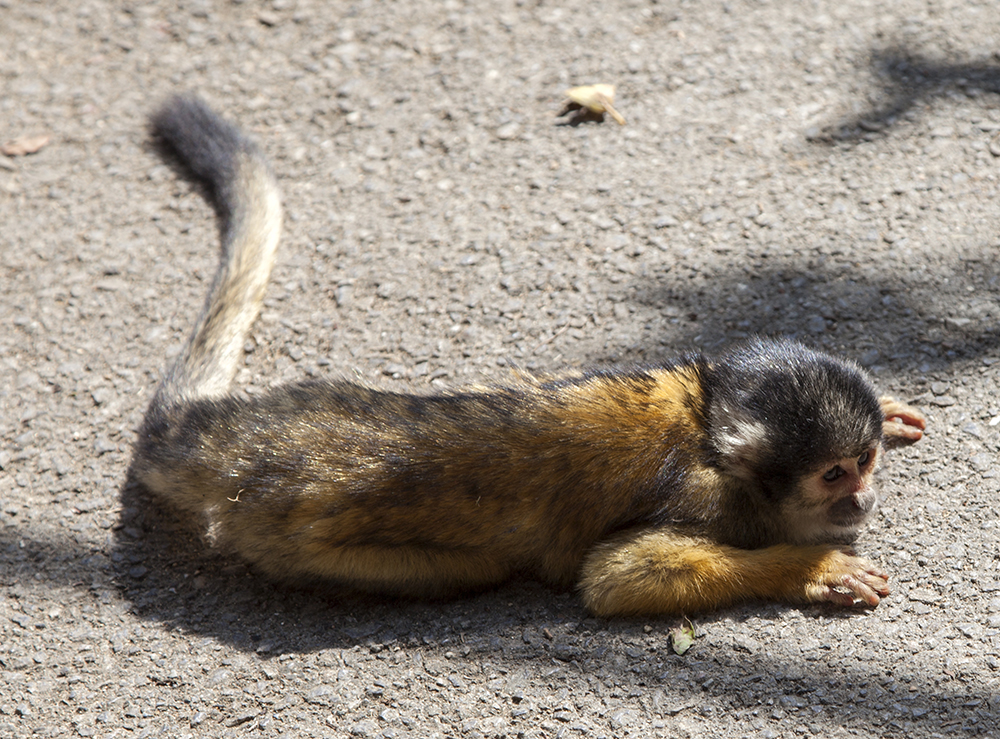 日本除了爱泡澡的温泉猴，还有这群爱翻女生包包的“扒手猴”