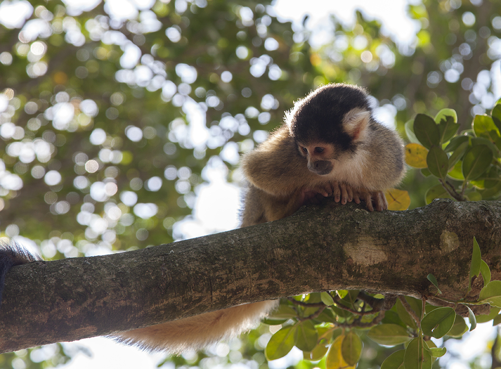 日本除了爱泡澡的温泉猴，还有这群爱翻女生包包的“扒手猴”