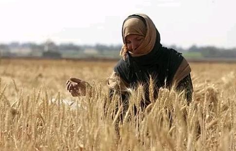 赠人玫瑰手留余香,赠人玫瑰手留余香图片