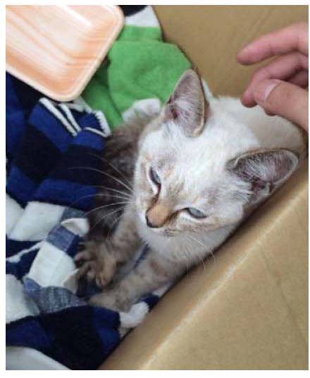 男子路过公园被流浪猫一见钟情，万万没想到，散步都能捡个主子