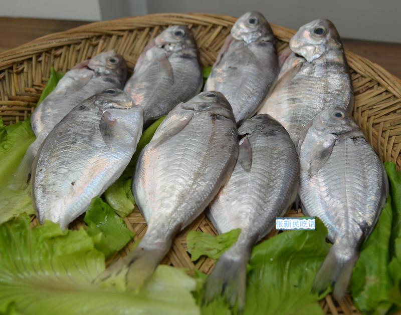 唐朝人为什么要将鲳鱼称为“狗瞌睡鱼”？六种鲳鱼你认识几种？