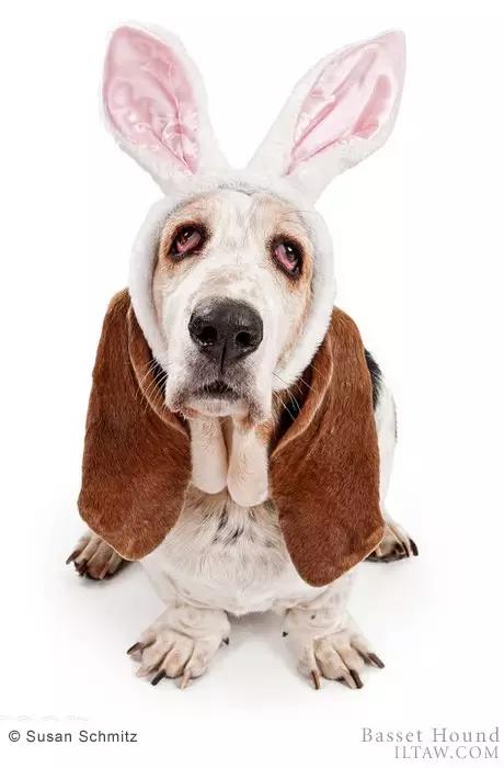 动物世界犬种-巴吉度猎犬