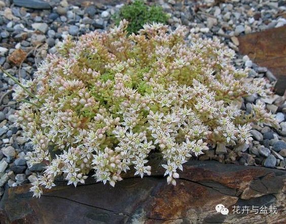 旋叶姬星美人大盆,姬星美人多肉