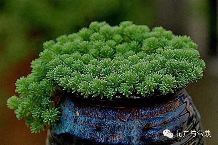 旋叶姬星美人大盆,姬星美人多肉