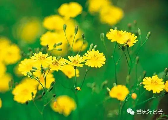 踏青挖野菜指南,最好玩的野趣旅游地方采野菜