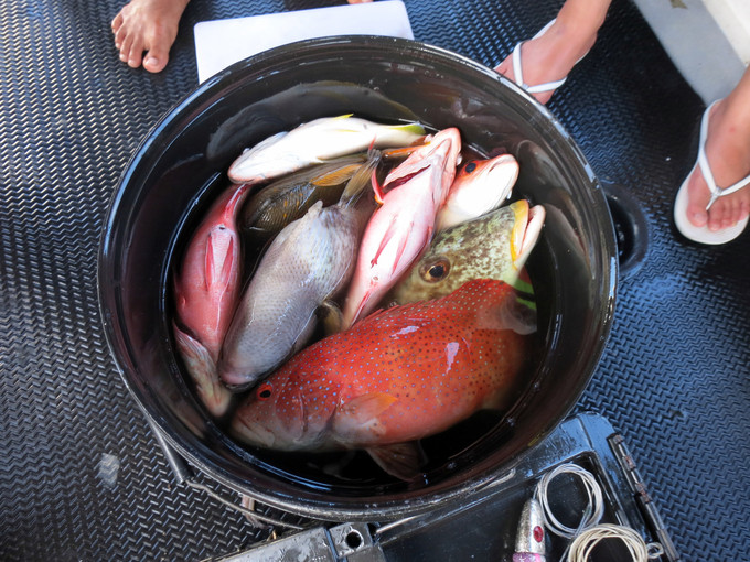 帕劳旅游免费玩,帕劳2019年能去旅游吗