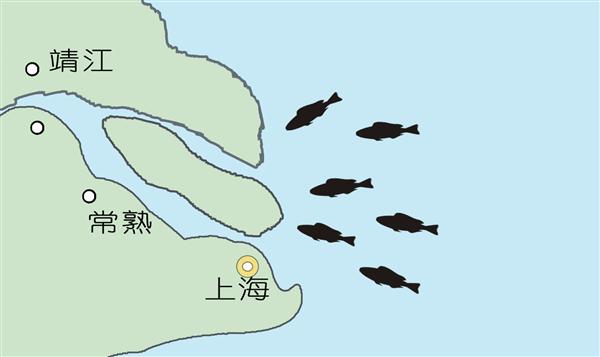 刀鱼价格2022,刀鱼价格