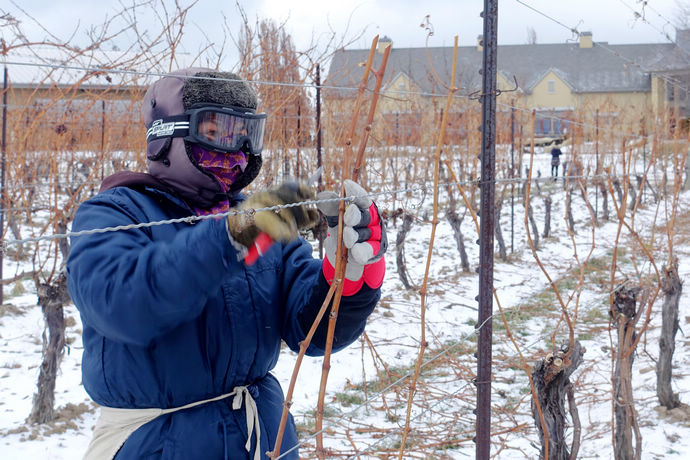 尼亚加拉珍稀冰酒,尼亚加拉冰葡萄酒