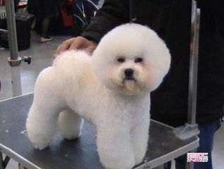 比熊便便下不去就吃了怎么办,比熊拉屎不成形怎么回事