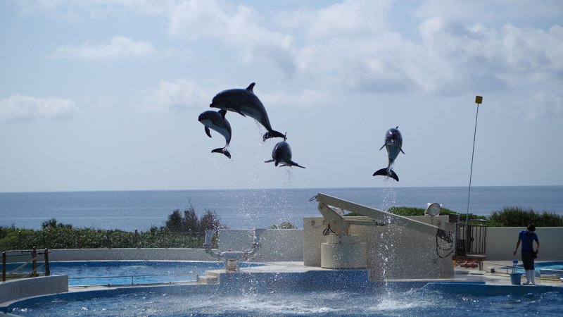 奥林巴斯相机镜头参数,奥林巴斯penf实拍样张