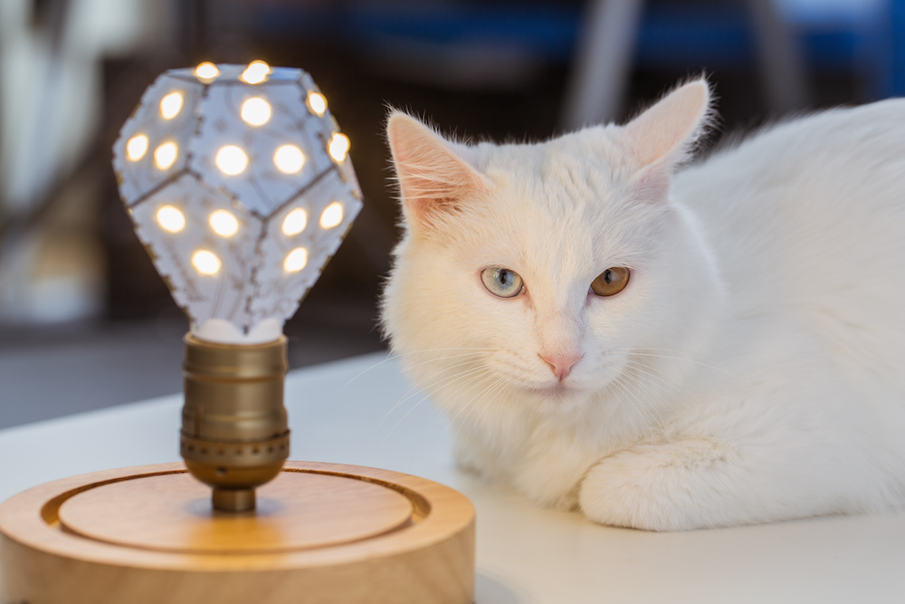别报警说虐汪了，这些产品能够陪你度过情人节的夜晚