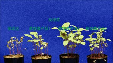 拜耳保试达,拜耳保仕达草铵膦