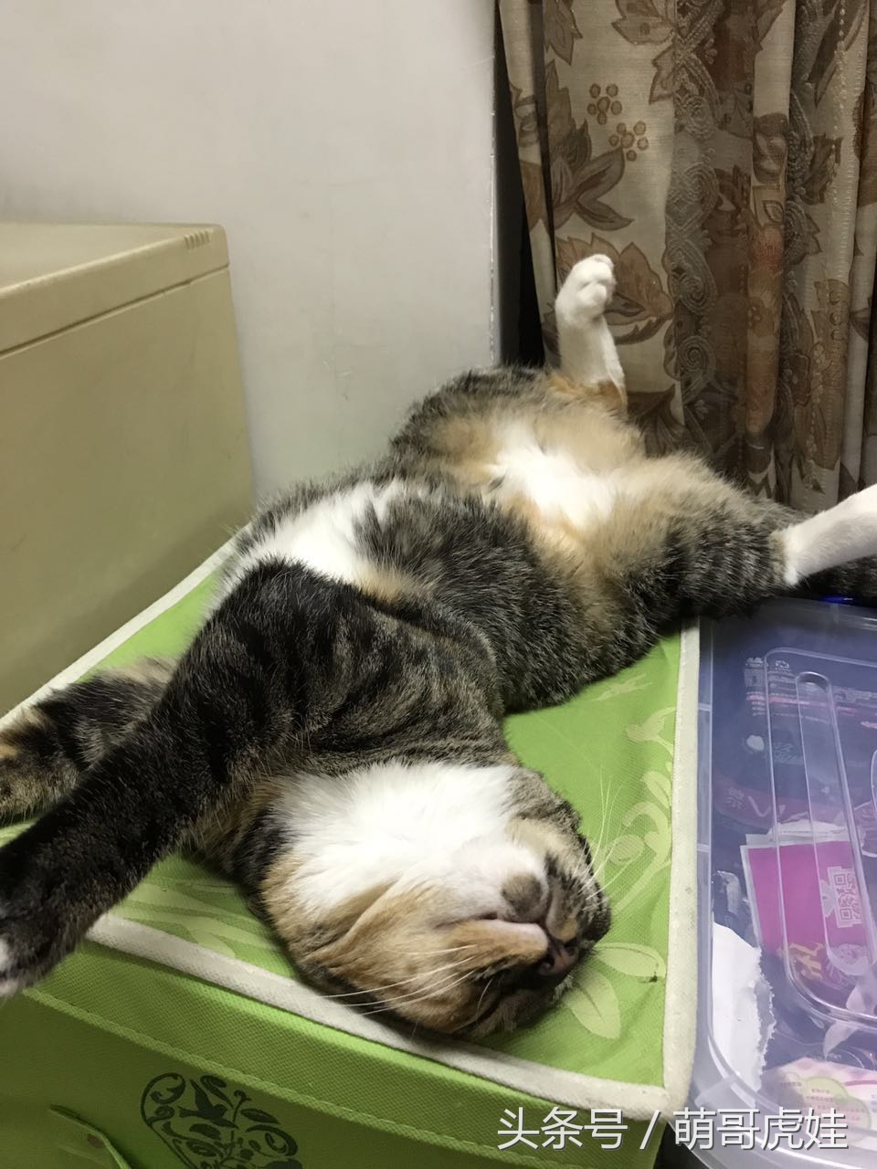 喵星人家养仓鼠,喵星人长得好像小仓鼠