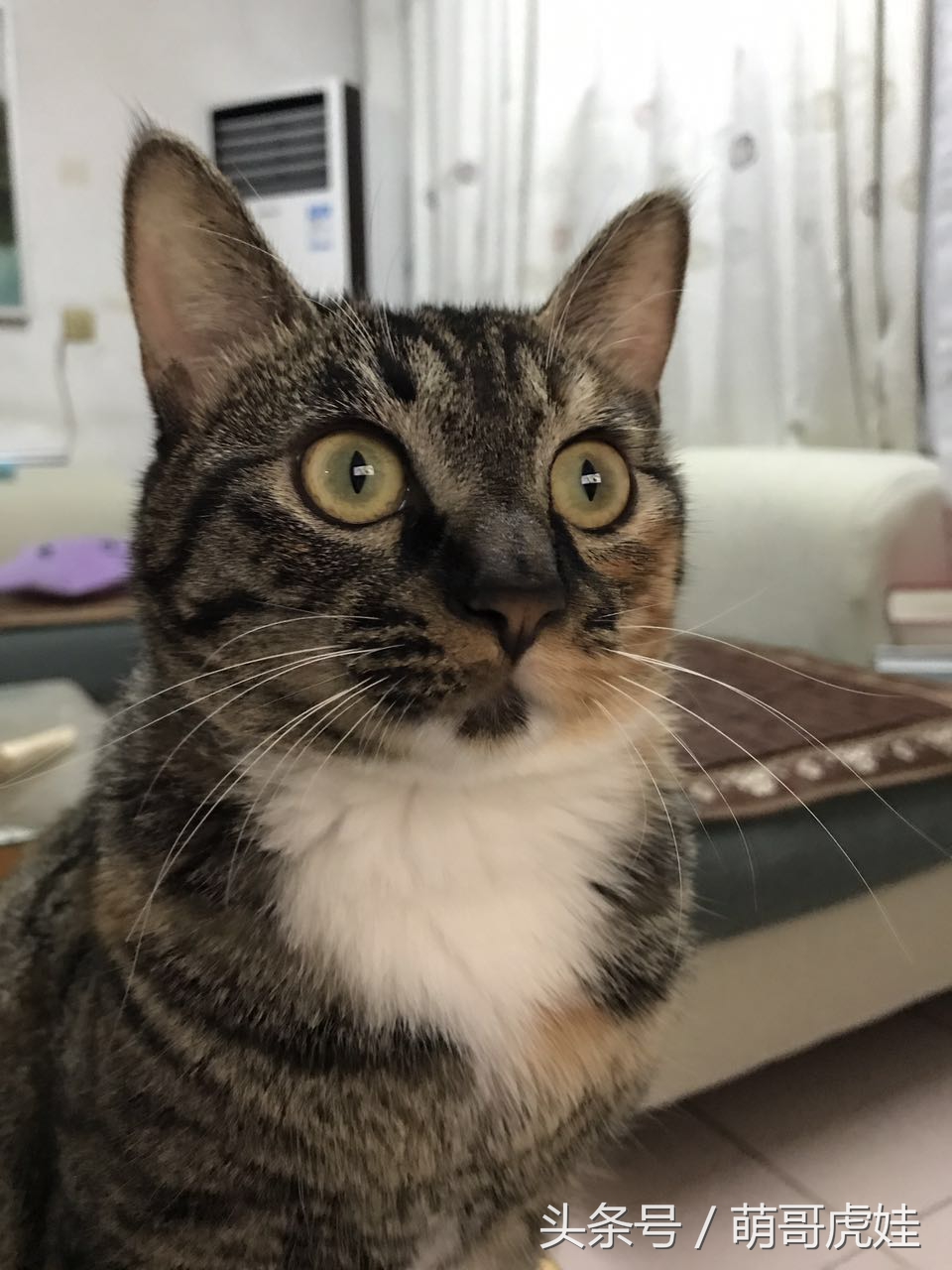 喵星人家养仓鼠,喵星人长得好像小仓鼠