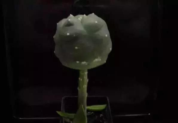 如何让多肉快速长大,怎样让多肉快速长大