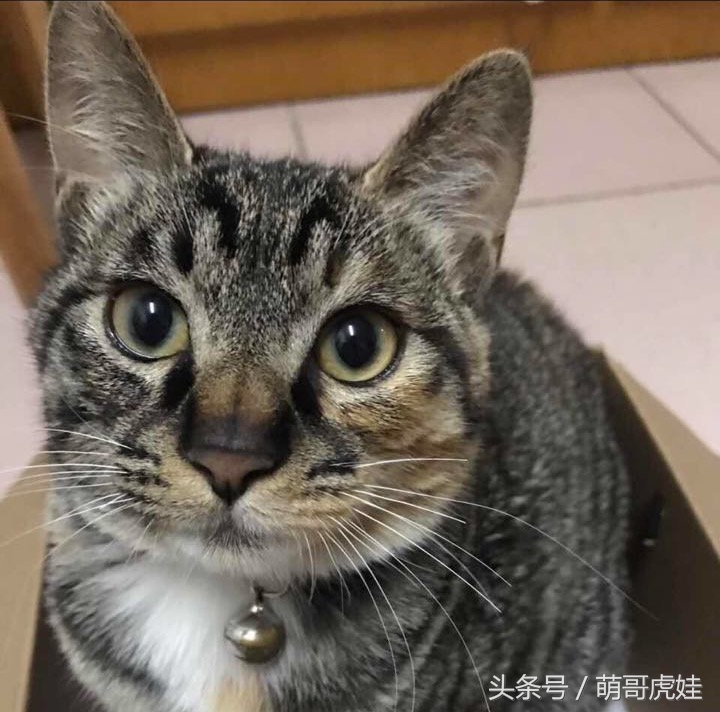 喵星人家养仓鼠,喵星人长得好像小仓鼠