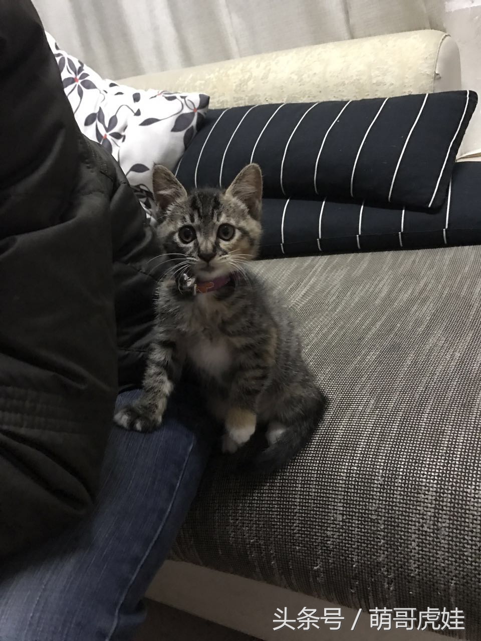 喵星人家养仓鼠,喵星人长得好像小仓鼠