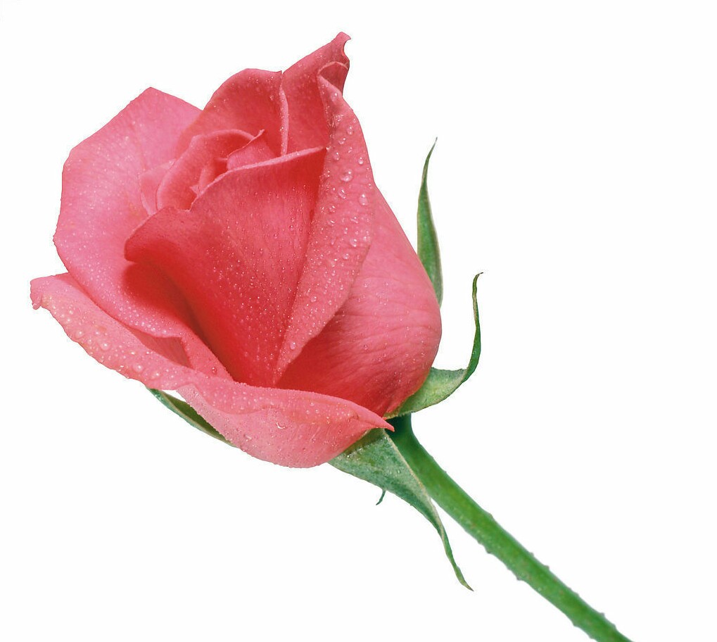 情人节送一朵玫瑰花是什么花语,情人节白玫瑰花语