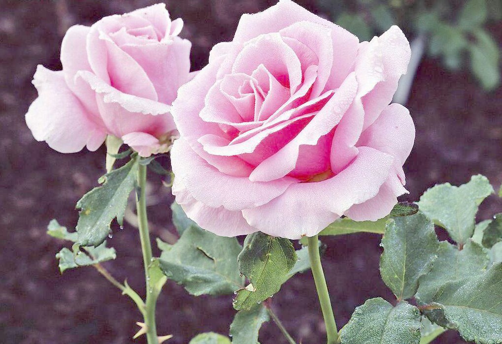 情人节送一朵玫瑰花是什么花语,情人节白玫瑰花语