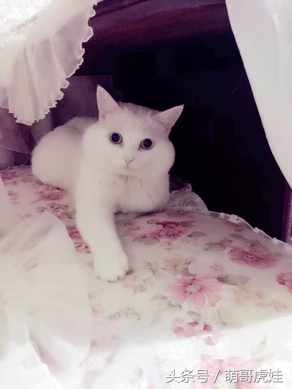 喵星人家养仓鼠,喵星人长得好像小仓鼠