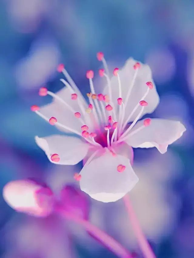 技巧：难得“糊”图，看不清楚也动人