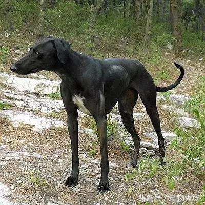 哮天犬是哪个品种的狗,天狗食月哮天犬是什么品种