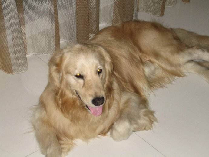 金毛犬的治疗视频,金毛犬得了犬瘟的症状