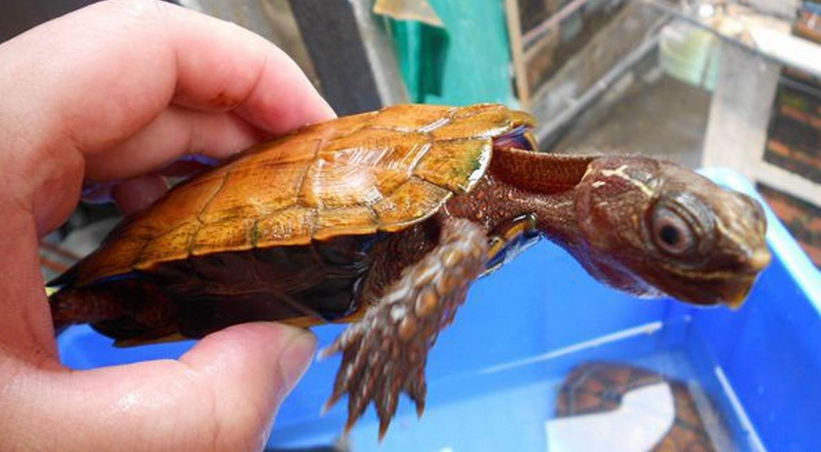 养枫叶龟犯法吗,黄缘龟跟枫叶龟能够一起养吗