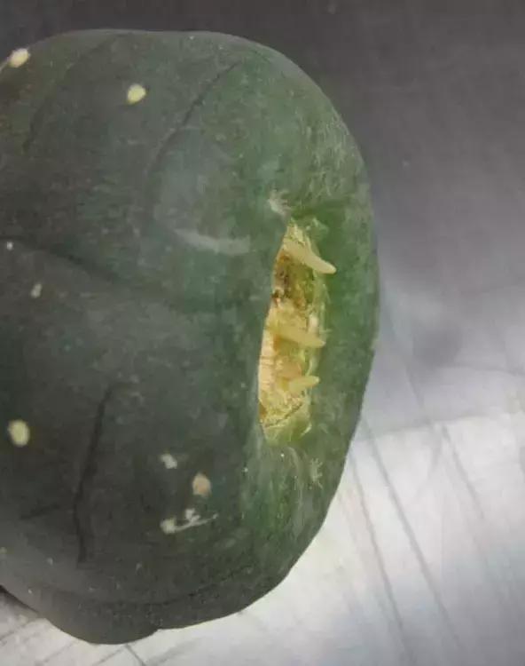 如何让多肉快速长大,怎样让多肉快速长大