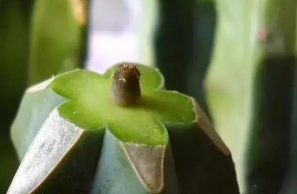 如何让多肉快速长大,怎样让多肉快速长大