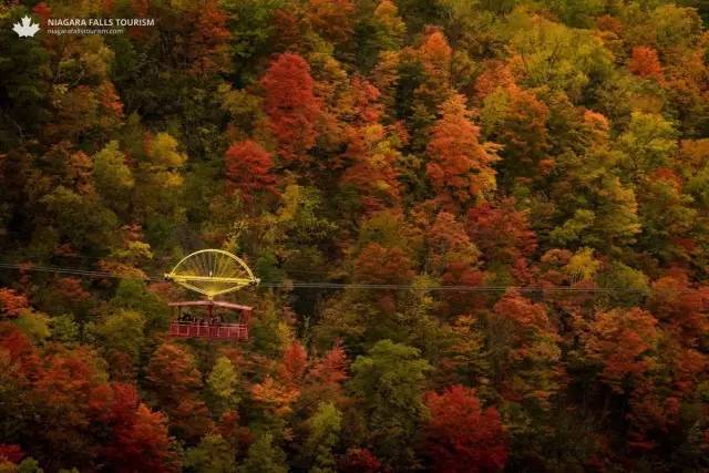 枫叶旅游拍照技巧,春季赏枫叶拍照技巧