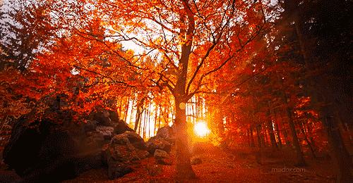 枫叶旅游拍照技巧,春季赏枫叶拍照技巧