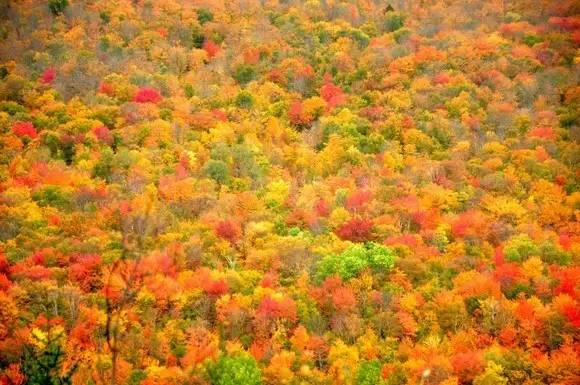 枫叶旅游拍照技巧,春季赏枫叶拍照技巧
