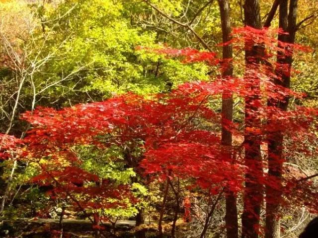 枫叶旅游拍照技巧,春季赏枫叶拍照技巧