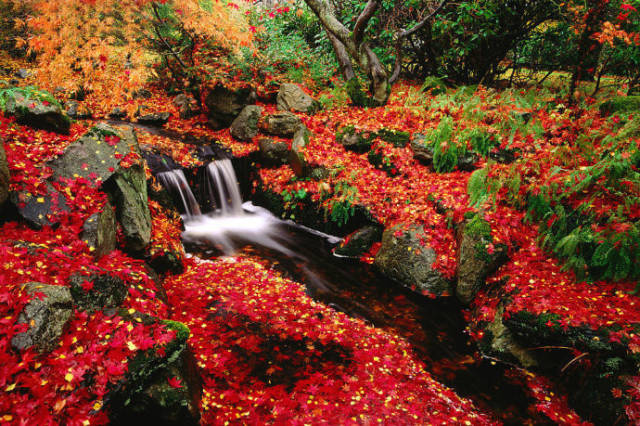 枫叶旅游拍照技巧,春季赏枫叶拍照技巧