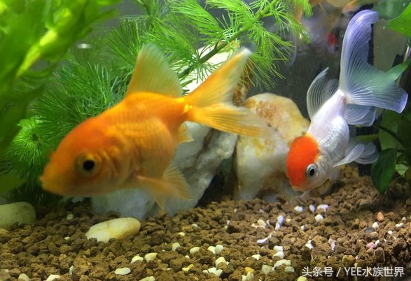 金鱼缸最合适种什么水草,水缸里有水草的金鱼缸需要换水吗