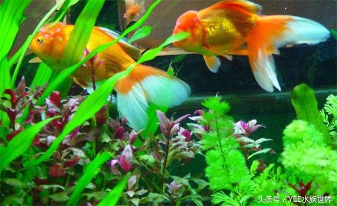 金鱼缸最合适种什么水草,水缸里有水草的金鱼缸需要换水吗