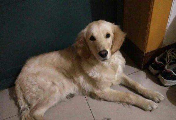 金毛犬的治疗视频,金毛犬得了犬瘟的症状