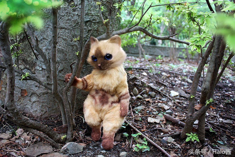 怪物猎人艾露猫孙悟空,怪物猎人艾露猫