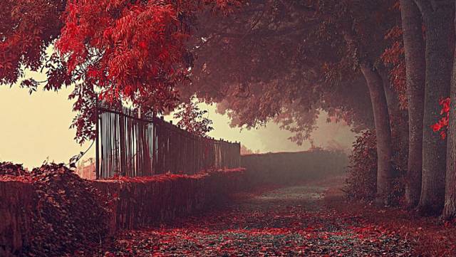 枫叶旅游拍照技巧,春季赏枫叶拍照技巧