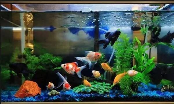 家里摆鱼缸数量有什么讲究,属马属蛇的家里怎么摆鱼缸