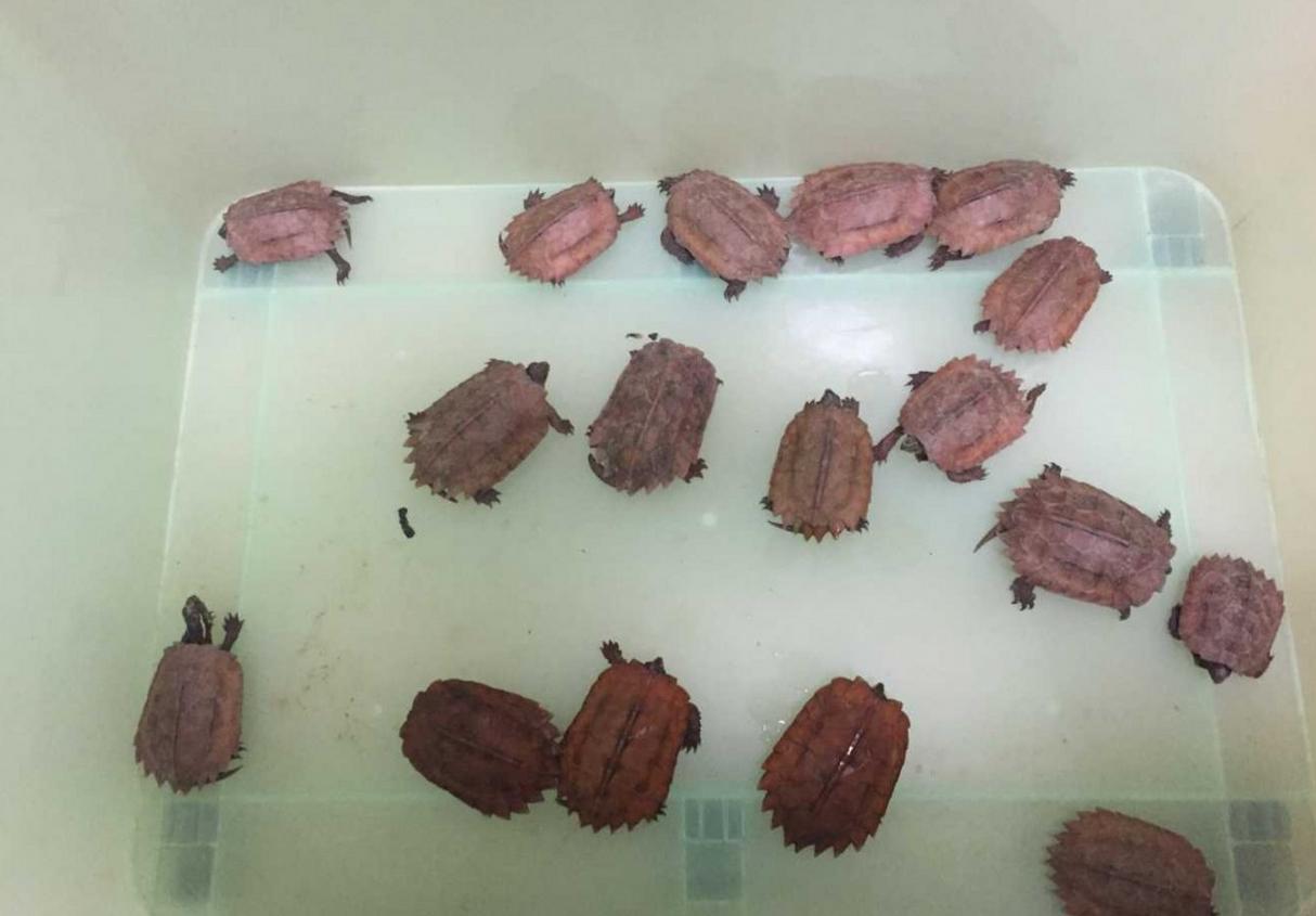 养枫叶龟犯法吗,黄缘龟跟枫叶龟能够一起养吗