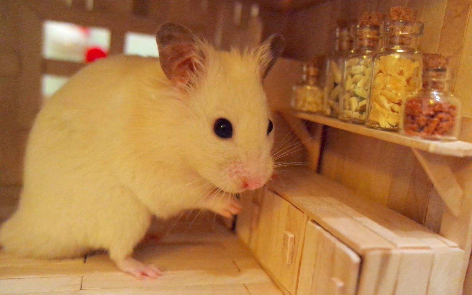 仓鼠日常喂养注意事项,新生仓鼠宝宝怎么喂养