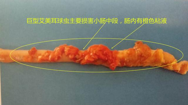 鸡球虫病的特点和治疗,鸡球虫病的发生原因及预防方法